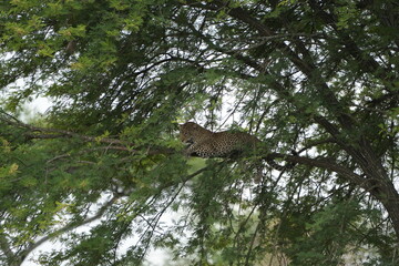 leopard resting and chilling in the tree in the serengeti national park tanzania