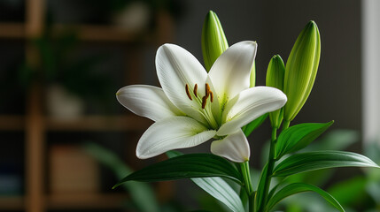 Obraz premium Close-up of a white Easter lily