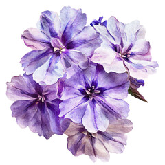 A cluster of delicate purple flowers with soft petals and intricate details, showcasing a harmonious blend of lavender and white hues.