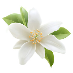 A delicate white flower with yellow stamens and lush green leaves.