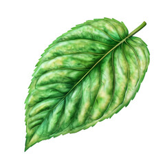 A vibrant green leaf showcasing intricate veins and texture, reflecting the beauty of nature.