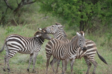 close up of a herd of zebras walking across the serengeti national park in tanzania, wildlife...