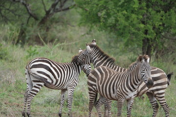 close up of a herd of zebras walking across the serengeti national park in tanzania, wildlife...