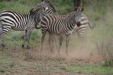 zebra rolling in the dust to get rid of exoparasites. Wild Zebra Foal Tumbles in Dust Beside Mother – Serengeti National Park Wildlife Momen
