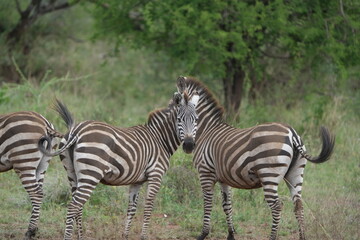zebra in the serengeti