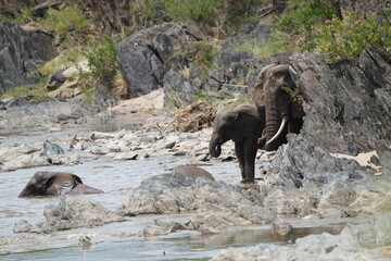 Fototapeta premium two african elephants playing and drinking water in a hippo pool in the serengeti national park tanzania, 