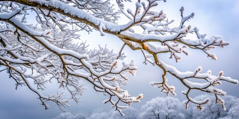 Obraz premium A snow-covered tree branch stretching towards a grey sky with bare branches and frosty leaves hanging from it , scenery