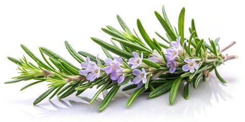 Fresh rosemary herb with delicate green needles and pale purple flowers isolated on a white background in closeup , nature