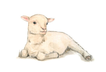 Watercolor drawing laying happy lamb
