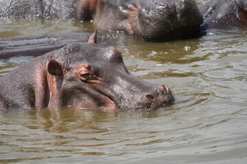 hippopotamus in water of a hippopool (close up, portrait), in the serengeti national park tanzania