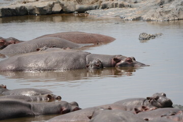 hippos huddled together in the hippo pool in serengeti national park tanzania