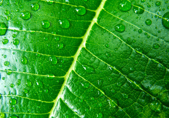 Leave and water drops detail, Leaf with raindrop. Top view. Close up.