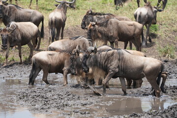 herd of gnu (wildebeest) in the serengeti national park tanzania standing at a water hole