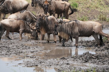 herd of gnu (wildebeest) in the serengeti national park tanzania standing at a water hole