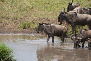 Fototapeta premium herd of gnu (wildebeest) in the serengeti national park tanzania standing at a water hole