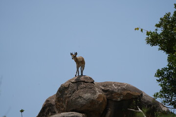 springbok standing on top of a rock against a bright blue sky/background in the serengeti national park tanzania