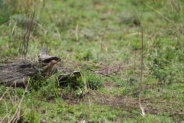 portrait of a hyrax in the wild, serengeti national park tanzania, dassies