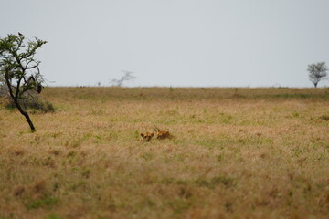 heads op two lions popping out of the plains on the serengeti, wallpaper, portrait, 
