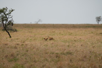Fototapeta premium heads op two lions popping out of the plains on the serengeti, wallpaper, portrait, 