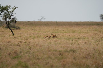Naklejka premium heads op two lions popping out of the plains on the serengeti, wallpaper, portrait, 