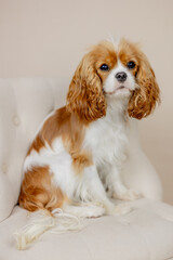 Cavalier King Charles Blenheim Hund sitzt seitlich auf beige Stuhl im Fotostudio und guckt direkt