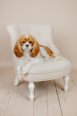 Cavalier King Charles Hund liegt auf Sessel im Fotostudio und guckt direkt in die Kamera, Hochkant