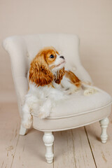 Cavalier King Charles Hund sitzt auf Sessel und guckt nach rechts im Studio
