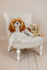 Cavalier King Charles Hund sitzt mit Teddy zusammen auf Stuhl im Fotostudio