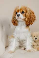 Cavalier King Charles Hund sitzt mit Teddy im Fotostudio