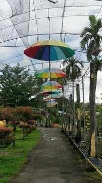 umbrellas hanging in the garden