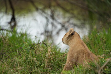 portrait of a baby lion cub in the serengeti national park, headshot, cute little leo 