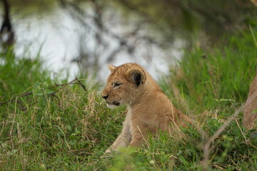 portrait of a baby lion cub in the serengeti national park, headshot, cute little leo 
