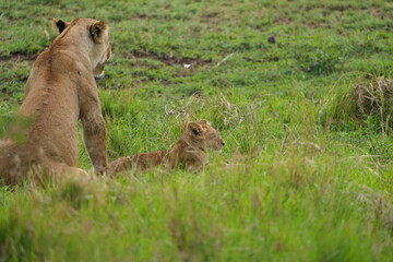little lion cub sitting in the high grass next to its mother (back to the camera) in the serengeti national park tanzania