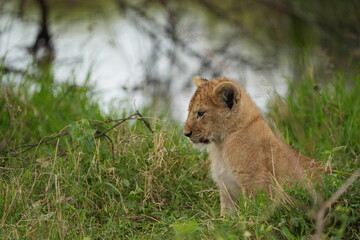 close up of a lion cub hidden in the grass in the serengeti national park