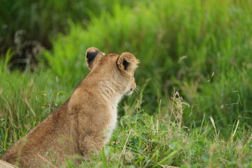 Fototapeta premium portrait headshot of a lion cub with green background