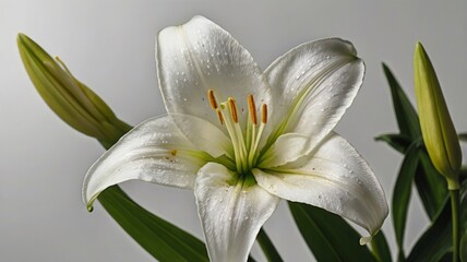 Fototapeta premium A stunning close-up of an Easter lily in full bloom, showcasing its delicate white petals and vibrant green leaves, symbolizing purity and renewal during the Easter season.