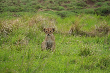 portrait of a cute lion cub sitting in the grass in the serengeti national park - young lion cub cute wallpaper
