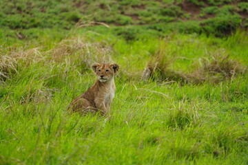 portrait of a cute lion cub sitting in the grass in the serengeti national park - young lion cub cute wallpaper