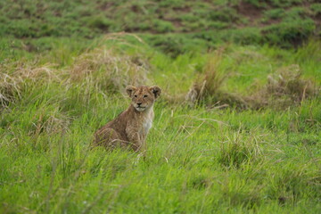 portrait of a cute lion cub sitting in the grass in the serengeti national park - young lion cub cute wallpaper
