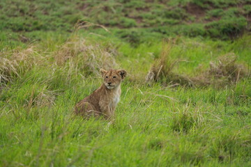 portrait of a cute lion cub sitting in the grass in the serengeti national park - young lion cub cute wallpaper