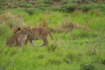 two sibling lion cubs playing in the green grass of the serengeti national park, wallpaper background