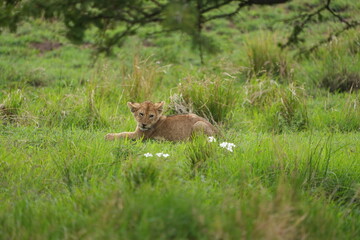Adorable Lion Cub Resting in Lush Grass – Serengeti National Park, Tanzania
