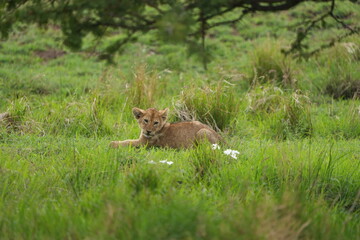 Adorable Lion Cub Resting in Lush Grass – Serengeti National Park, Tanzania