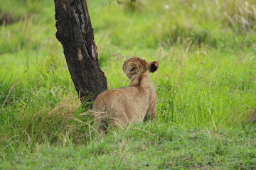 little lion cub standing next to a small tree in the serengeti national park tanzania, view of its back, wallpaper © Soaps