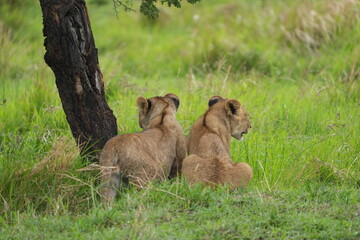 a pair of lion siblings, two lion siblings, sitting under a tree in the green lush grass of the serengeti national park savannah, wallpaper portrait