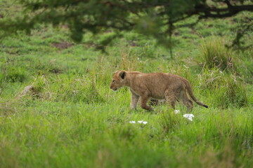 Adorable Lion Cub Standing in Lush Green Grass, Serengeti National Park, Tanzania