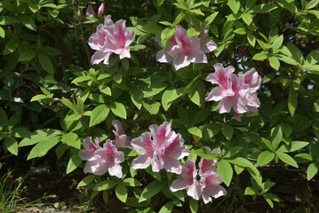 ツツジ　花模様