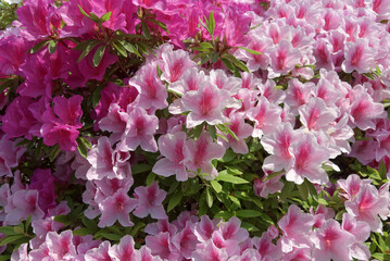 ツツジ　花模様