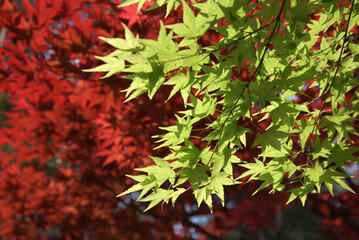 ノムラモミジと若モミジ