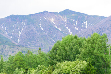 Fototapeta premium 春の富良野の風景